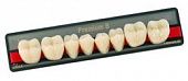 Зубы искусственные акриловые Premium 8 цвет В1 фасон XSL низ (0001) PR8B1XSL