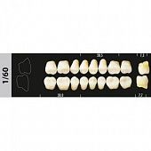 MAJOR SUPER LUX зубы искусственные, жевательные, 8 шт.
